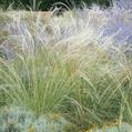 Stipa barbata